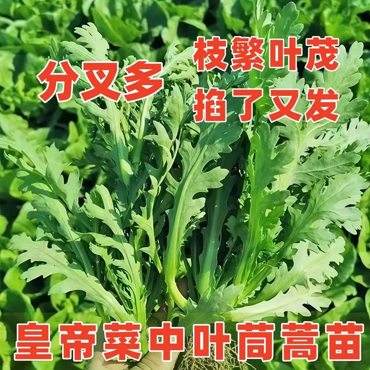 中叶茼蒿种苗皇帝菜可多次采收耐热耐寒四季农家蔬菜阳台庭院种植