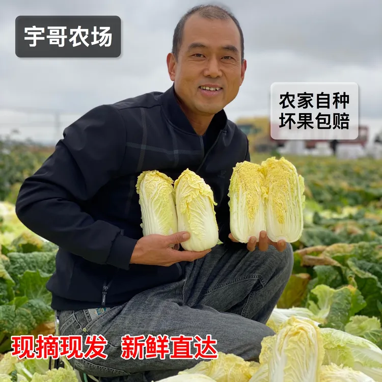 【现砍现发】新鲜时令黄心霜打娃娃菜软糯香甜露天自种蔬菜火锅食材