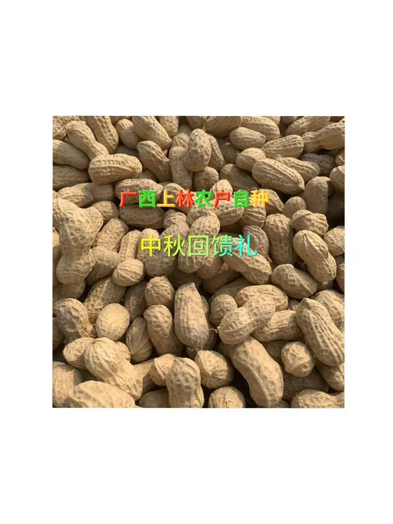 当季广西农户自种带壳中粒红皮花生【以晒干】