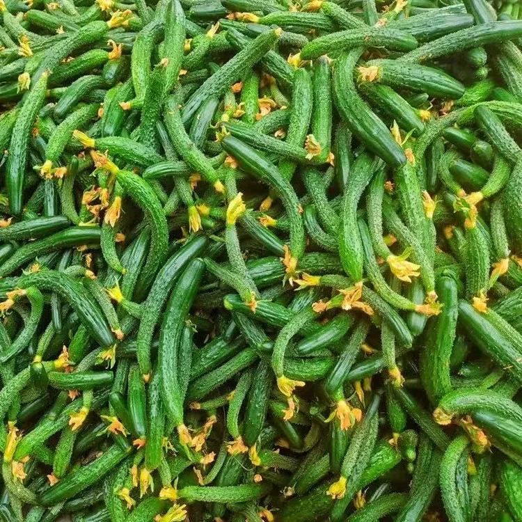 小黄瓜扭新鲜小黄瓜手指粗细带刺乳黄瓜仔小青瓜手工腌制酱瓜专用