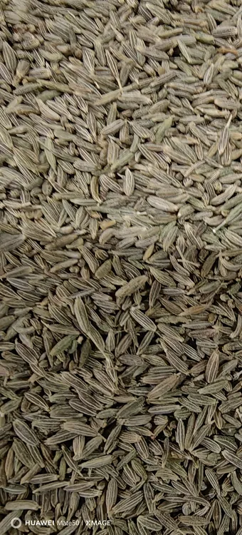 新疆孜然农产品颗粒饱满可代客磨粉用于烧烤