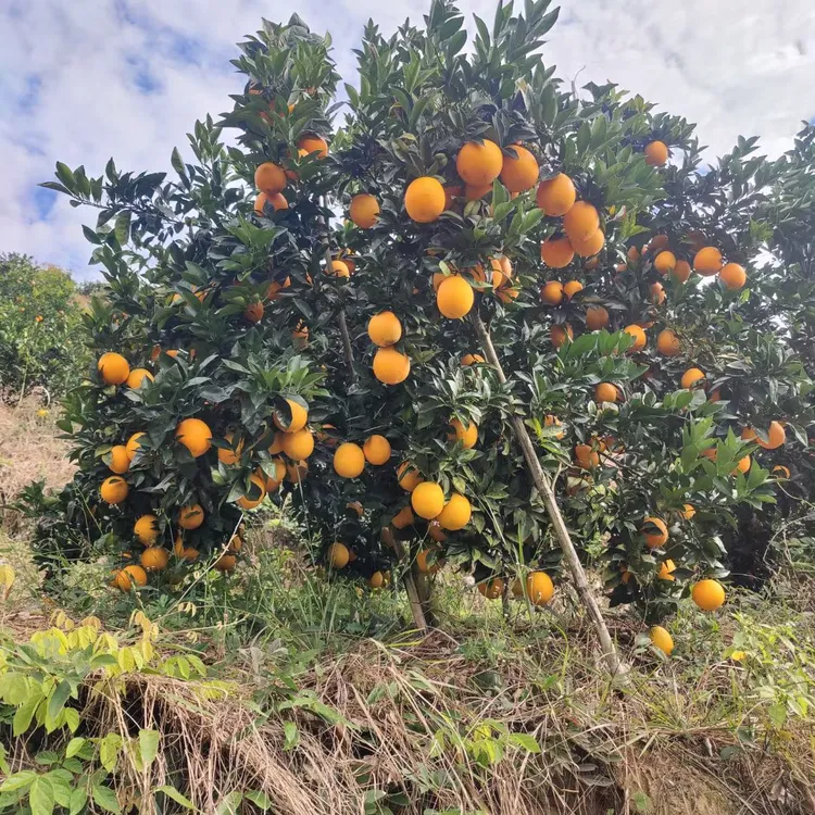 赣南脐橙富硒有机脐橙现摘现采香甜多汁应季水果