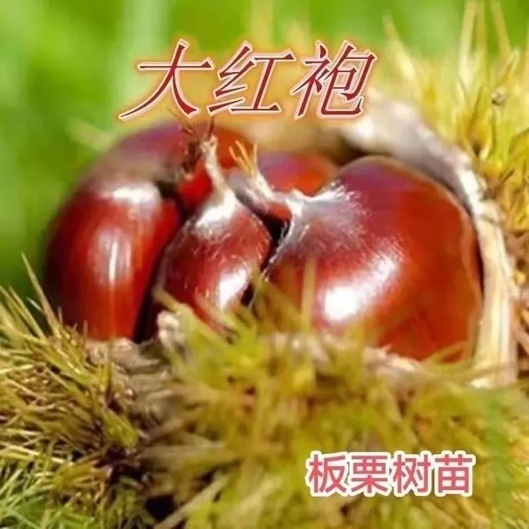 嫁接正宗大红袍板栗树苗矮化盆栽地栽粉糯大果超甜耐寒南北方种植