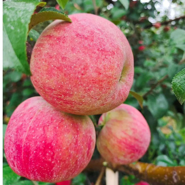 （正宗昭通高原丑苹果）脆甜多汁