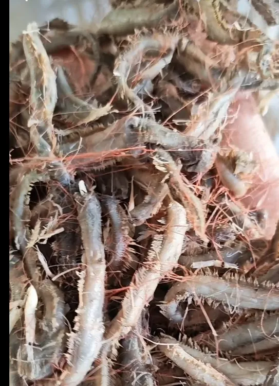 山东发货海蚰蜒（嫌湿勿拍微咸炒菜做汤）