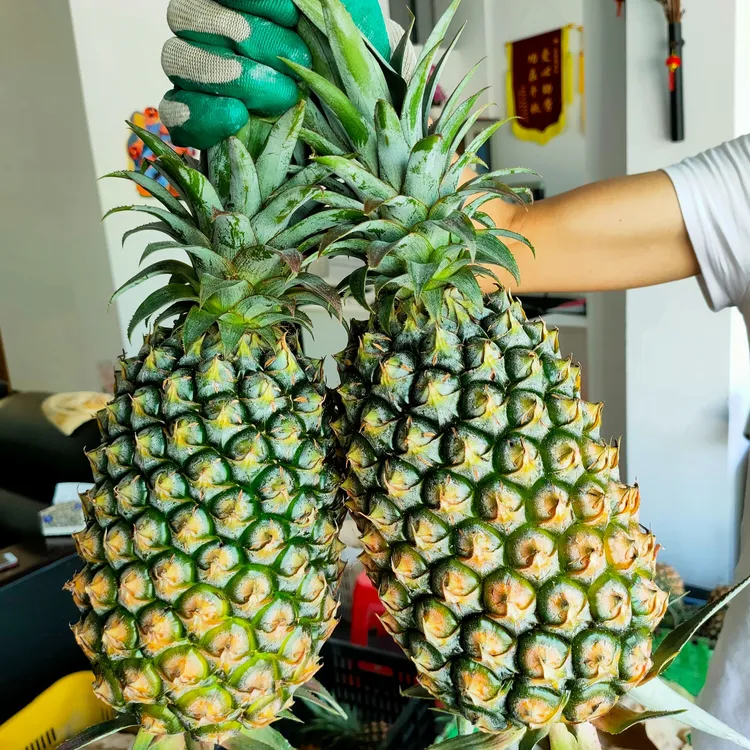 夏场长金钻凤梨-珠海金湾平沙盐碱土种植-纯甜无渣-老少皆宜