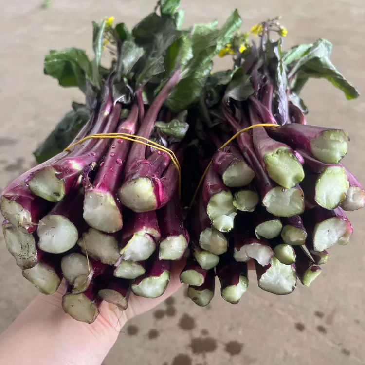 湖北红菜苔农家自种露天紫菜苔菜红子现摘新鲜红菜苔1/5斤