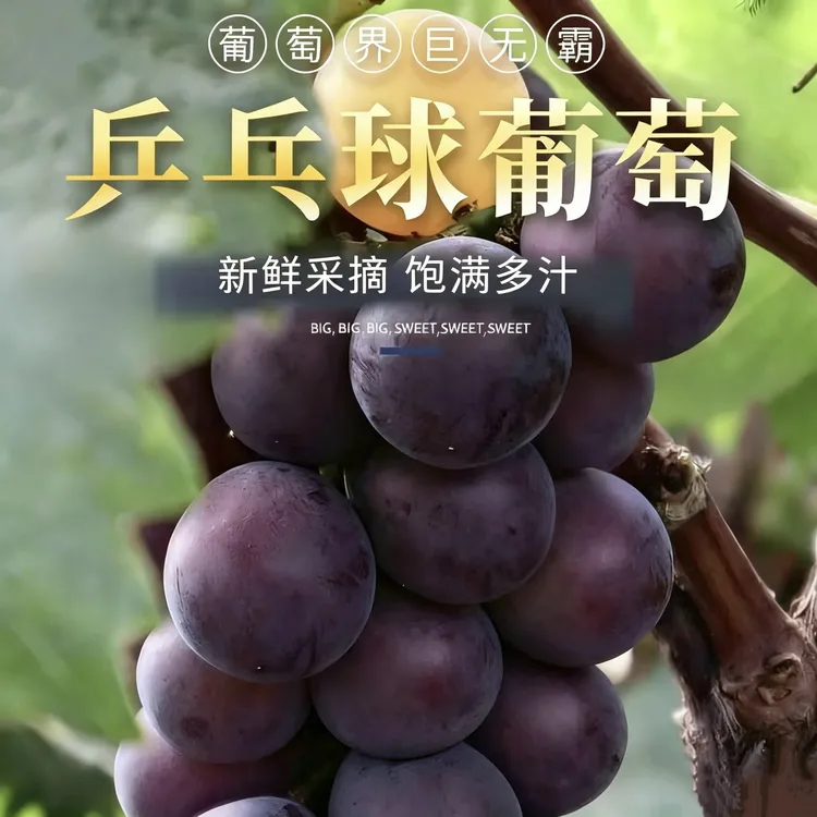 葡小竹藤稔乒乓球葡萄东北黑土新鲜尊享大果孕妇老人小孩多汁饱满商品图