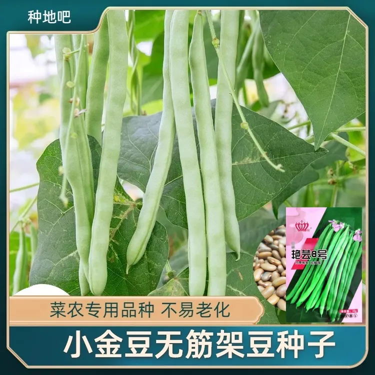 四季豆种子无筋小金豆四季豆种子有架四季豆芸豆豇豆豆角种子籽