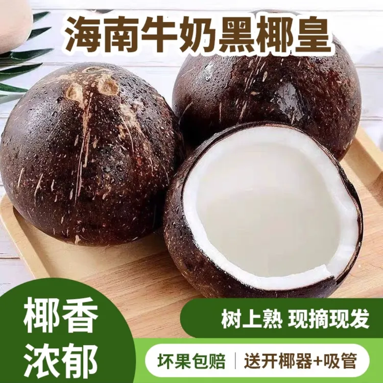 正宗海南牛奶黑椰皇新鲜老椰子抛光去毛打磨清补凉煲汤炸椰奶食材