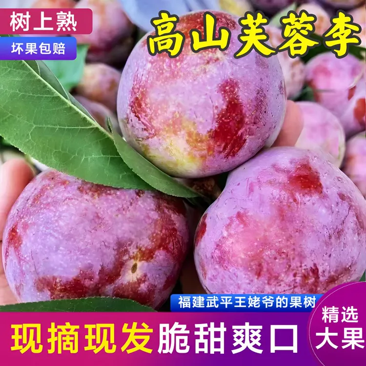 福建红心芙蓉李树上自然熟现采现发新鲜爽口应季水果