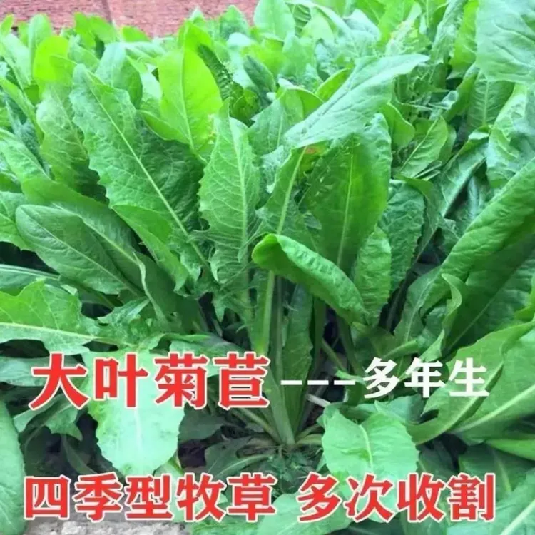菊苣草种籽将军大叶菊苣四季生长高产牧草种子牛免鸡鸭菜多年生