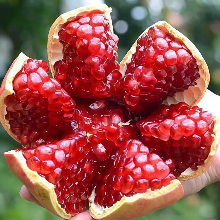 【软籽石榴】正宗四川会理突尼斯软籽石榴5/9斤爆甜多汁应季水果HY