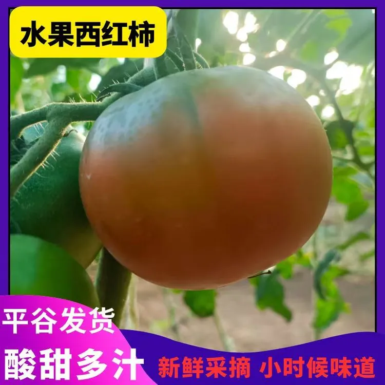 正宗平谷京彩8水果西红柿新鲜原味草莓番茄碱地酸甜多汁现摘现发