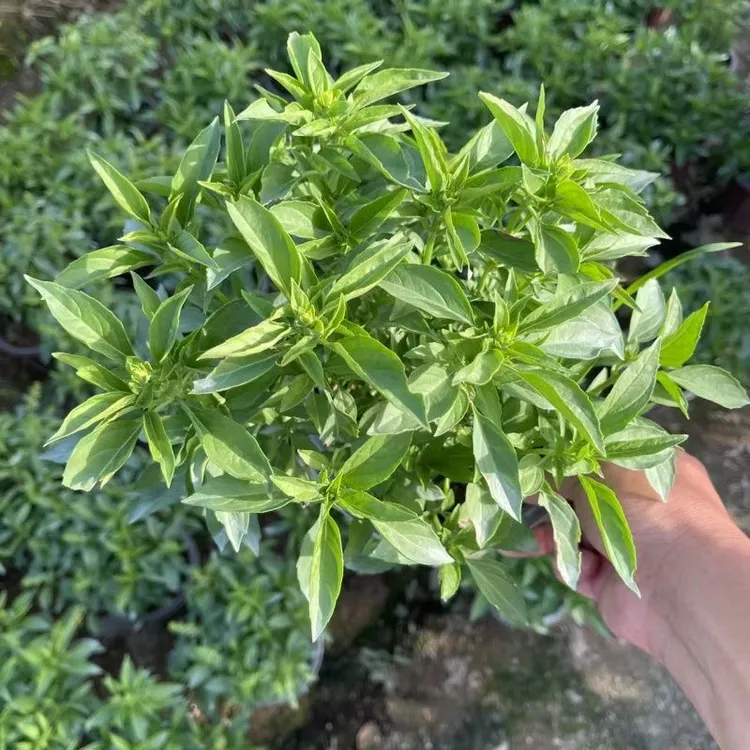 潮汕金不换苗植物罗勒叶食用调味香料三杯鸡擂茶打抛叶九层塔盆栽