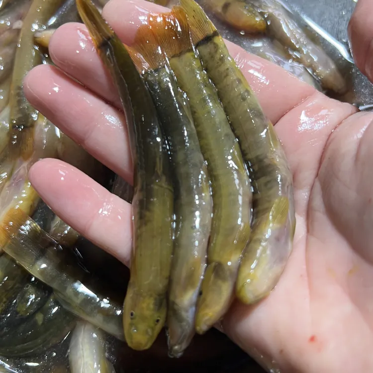 野生钢湫鱼红尾巴2斤速冻顺丰包邮溪流野生鱼真空速冻野生红尾