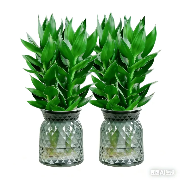 【买一送一】水培观音竹室内四季绿色办公桌客厅室内盆栽好养绿植