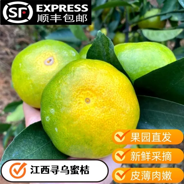 【顺丰包邮】江西赣南寻乌蜜橘皮薄多汁无籽青皮蜜桔新鲜水果5斤