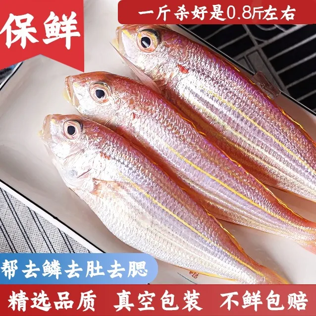 金线鱼 小金丝鱼刀里鱼海鲜（约7~9条/斤）帮杀嫌小勿拍