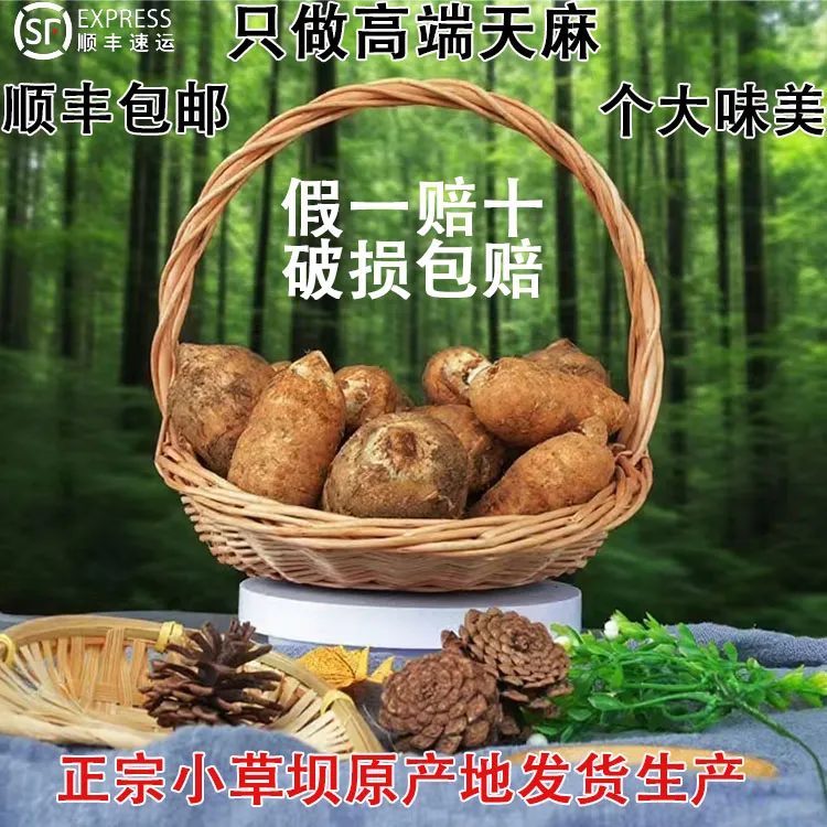 云南昭通小草坝新鲜天麻正品保质包邮