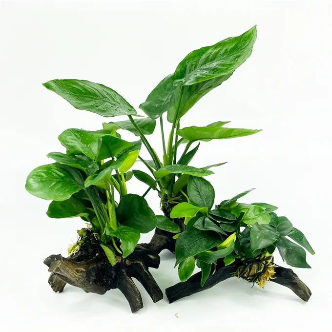 懒人鱼缸造景水榕沉木活体水草淡水植物无需底砂