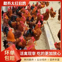 【北方人中秋福利】散养大公鸡土鸡五谷喂养新鲜现宰2.5KG