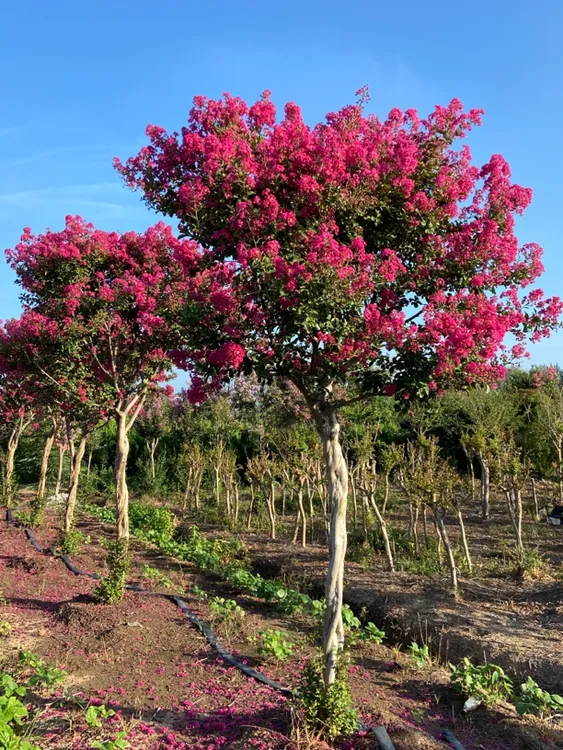 小叶玫红紫薇树适合庭院种植
