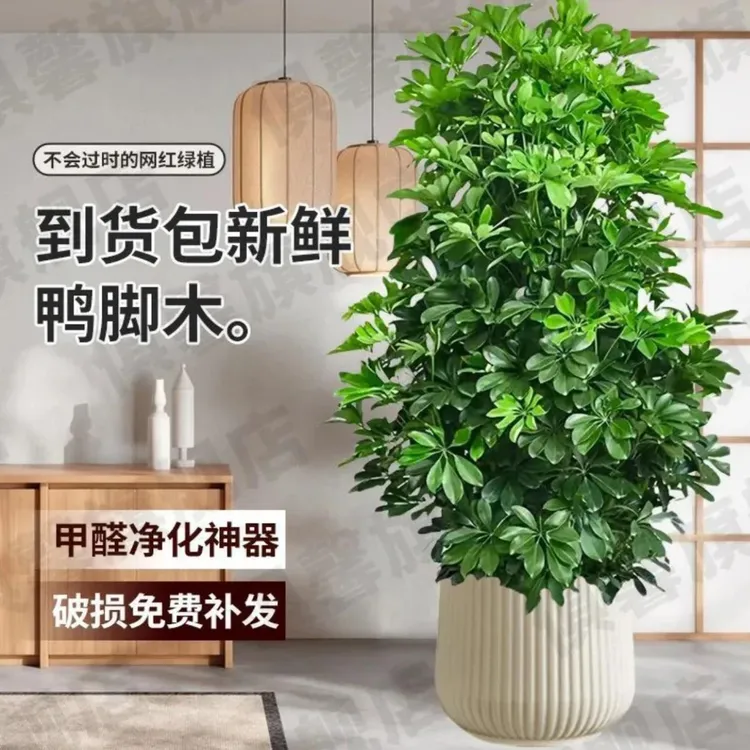 鸭脚木客厅大盆栽八方来财大型落地植物室内鸭掌木高级感绿植花卉