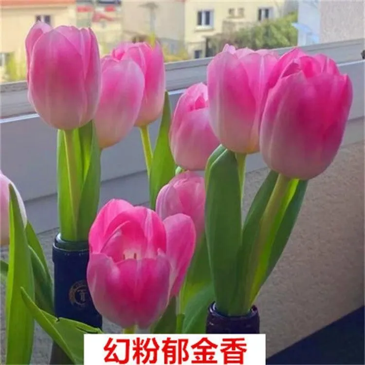 水培土培郁金香种球耐寒好养活适合室内外盆栽花卉