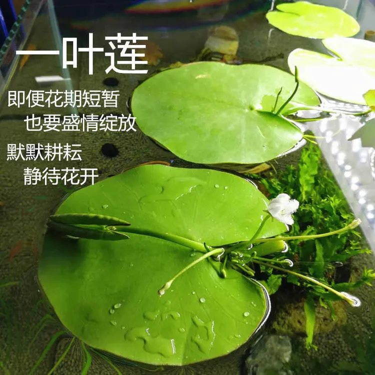 【新手必备】一叶莲水草懒人养鱼30天不换水净化水质生态古法缸必备