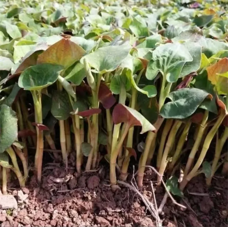【鱼腥草种子】折耳根种子四季种植盆栽地栽阳台庭院种植