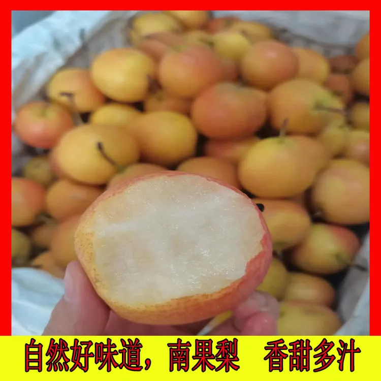 10斤南果梨鞍山特产新鲜当季水果安果老品种香水梨酒香南国梨整箱