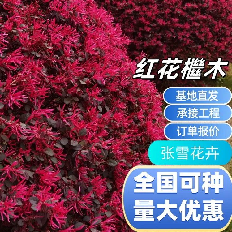 红花继木苗 精选红檵木盆栽花卉庭院阳台工程绿化球苗红桎木