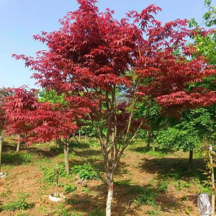 庭院观赏中华小叶红枫美观实用绿化植物