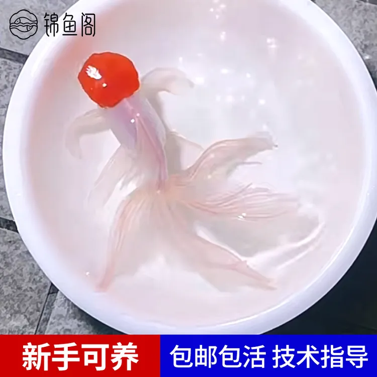 金鱼红头鱼红头活体鸿运当头淡水狮子头鱼缸小型鱼泰狮锦鲤观赏鱼