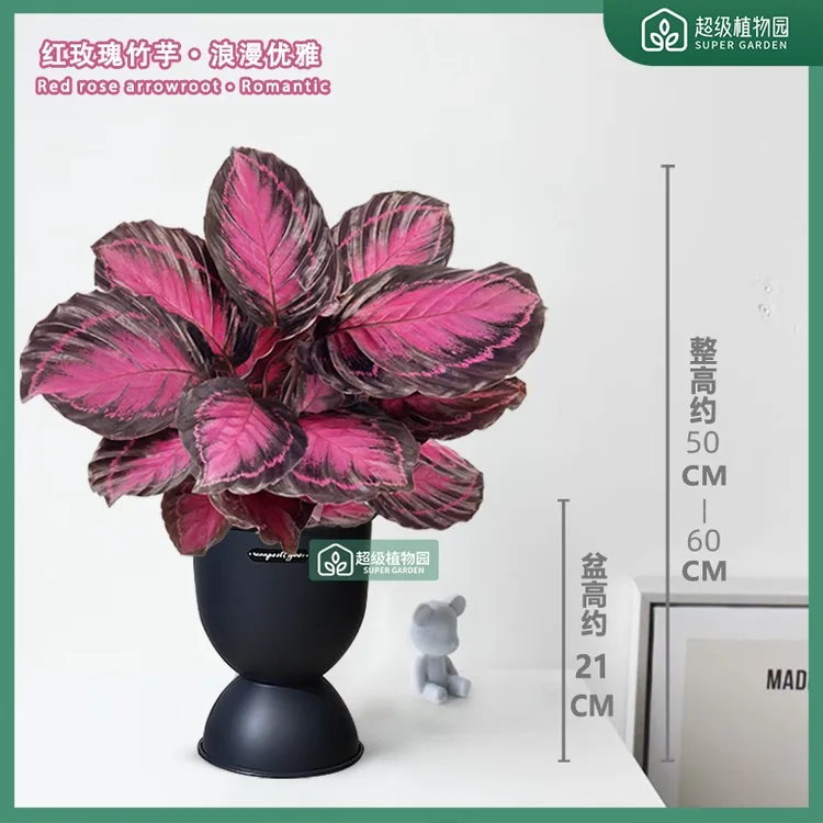 幸运女神红玫瑰红美丽竹芋室内耐阴盆栽客厅净化空气绿植50-60cm