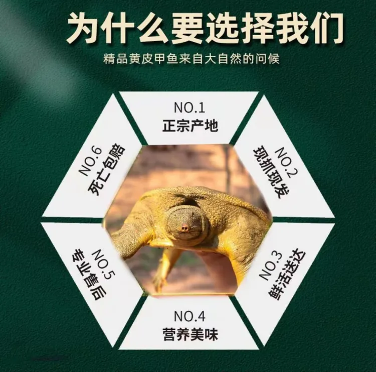 福利生态养殖公母鲜活（顺丰包邮）优质成品称重肉质活鲜甲鱼