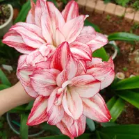 现货 自然球重瓣朱顶红【霞光】