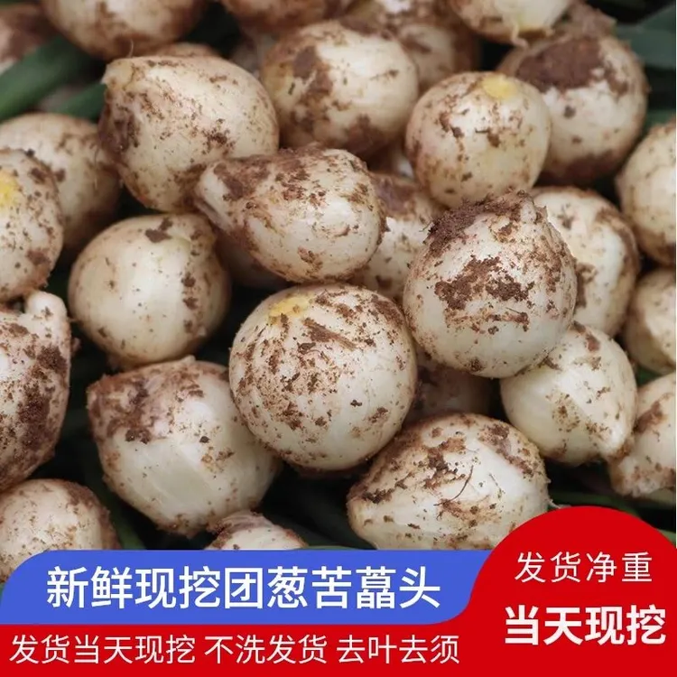 四川农家现挖新鲜苦藠团葱小根蒜薤白九母子腌制凉拌炖汤一斤包邮