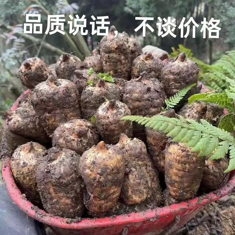 云南昭通彝良小草坝新鲜天麻炖鸡炖排骨煲汤泡酒仿野深山三年种植