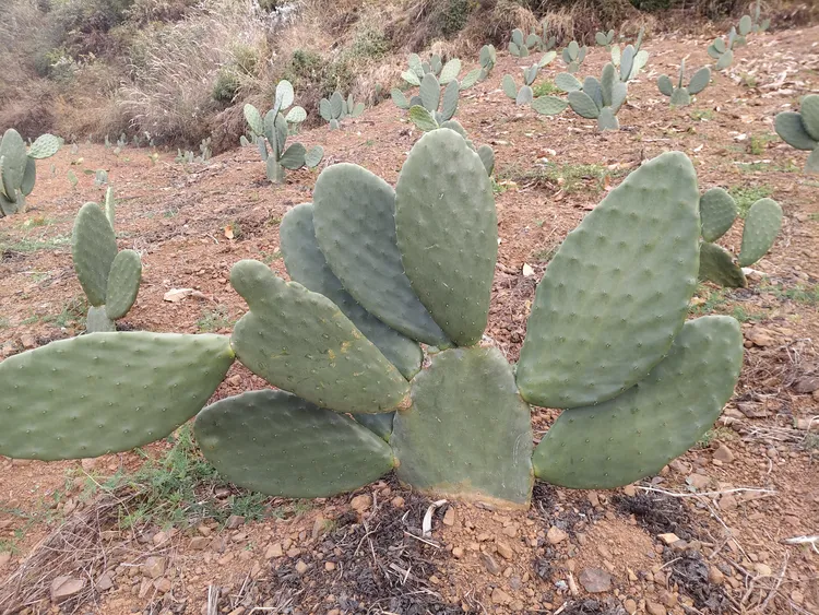 米邦塔仙人掌食用老桩多肉植物可开花结果嫁接绿植盆栽好养易活