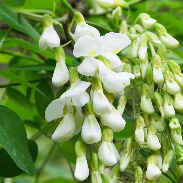 2025河南洋槐花新鲜现摘洋槐花新鲜槐花花骨朵槐花野菜