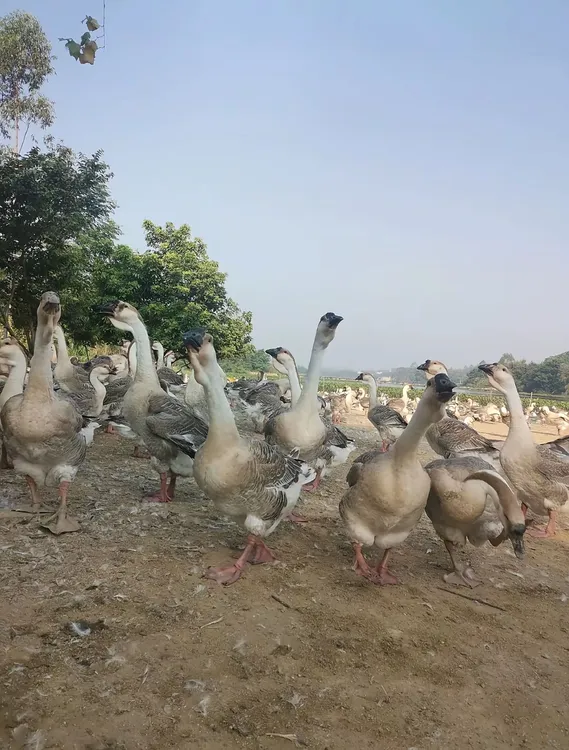 无需保温可直接散养的宠物狮头鹅顺丰包邮到家生鲜鹅肉>鹅肉