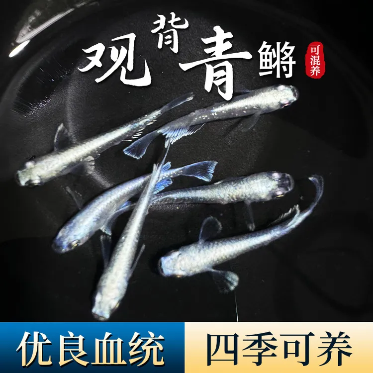 观背青鳉鱼干支赤壁不打氧好养活体精品冷水鱼苗青将小型观赏鱼球
