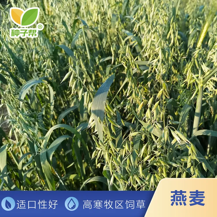牧草燕麦种子优质的牛羊青饲料调制干草适口性好营养均衡产量高