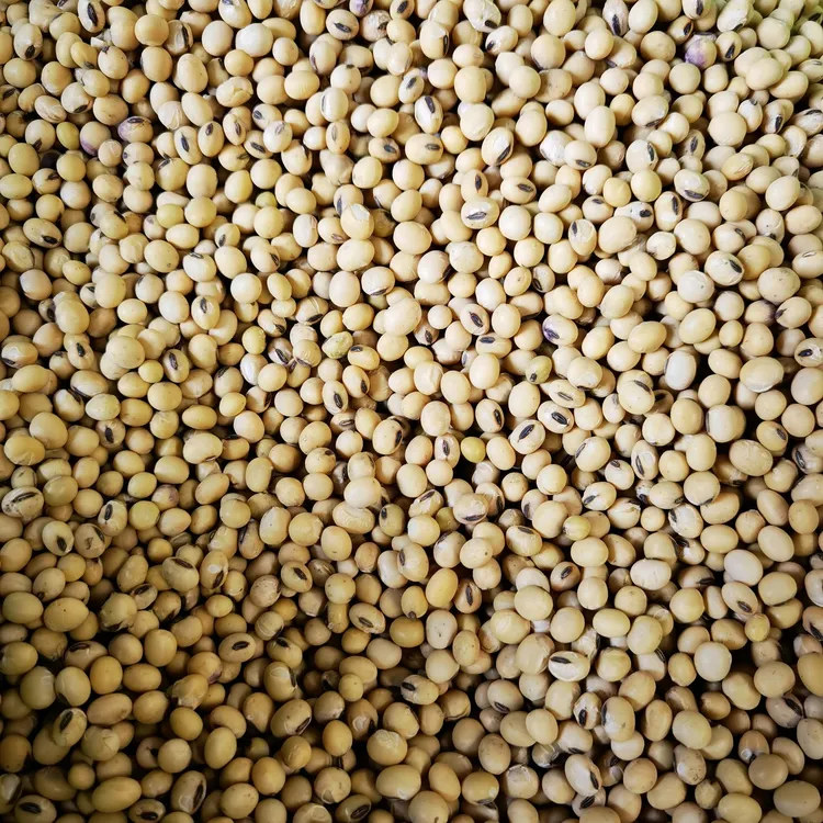 25年本地黄豆农家笨黄豆老品种打豆浆做豆腐非转基因高蛋白磨面黑