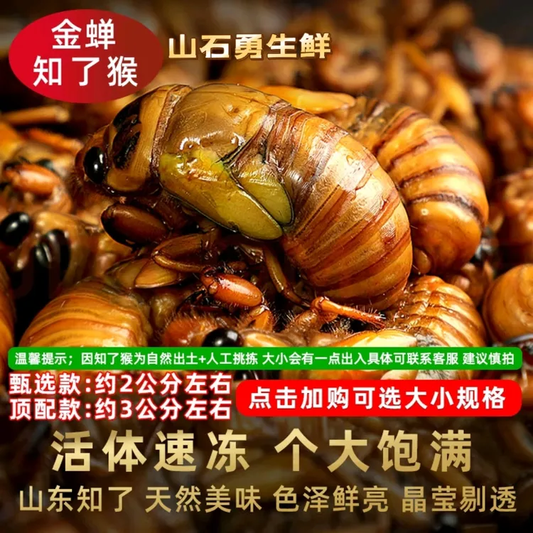 山东金蝉批发新鲜大知了猴活体金蝉爬叉知了金蝉批发爬拉猴唐僧肉