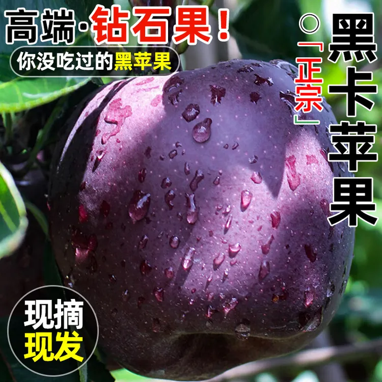 顺丰 甘肃黑卡苹果鲜果正宗黑钻苹果当季新鲜水果宝宝辅食冰糖心