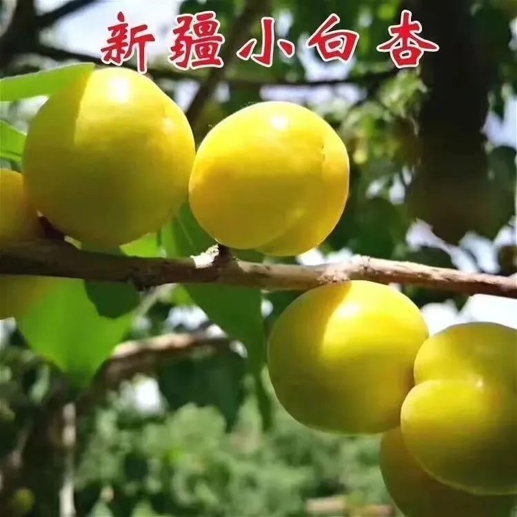 新疆嫁接小白杏树苗果仁可使用杏苗木小白杏子苗油杏南方北方种植