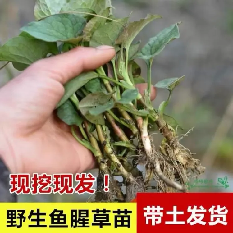 野生鱼腥草种植苗种苗 正宗新鲜折耳根苗鱼腥草苗盆栽包邮免运费